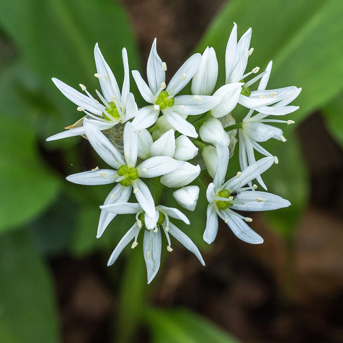 Leurda (Allium ursinum) ai-ciorăsc, ai-de-pădure, ai-sălbatic, auiți, aliu, aliu-de-iunie, leoardă sau leordă