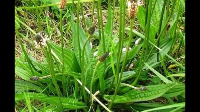 Pătlagina îngustă (Plantago lanceolata)