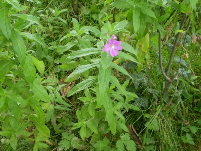 Pufulița cu flori mici (Epilobium parviflorum) ârligei sau răcitoaică (Epilobium roseum), pufulița-cu-flori-mici (Epilobium parviflorum), pufulița (Epilobium montanum), numită și față-n-față, pufulița-verde-închis (Epilobium obscurum), pufulița lanceolată (Epilobium lanceolatum), pufulița-de-colină (Epilobium collinum), pufulița-de-mlaștină (Epilobium palustre), Pufulița-de-pietriș (Epilobium fleischeri) și pufulița-alpină (Epilobium anagallidifolium)
