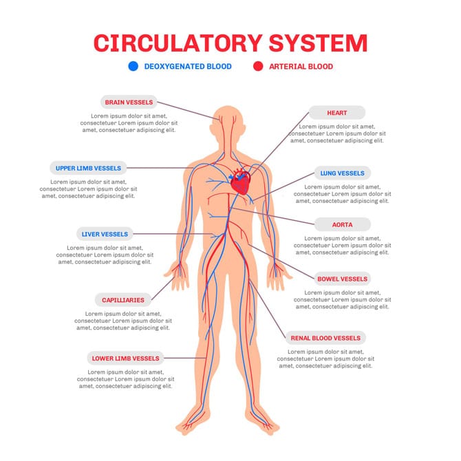 Structura și funcțiile aparatului circulator