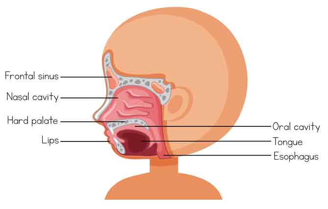 Structura nasului și a sinusurilor
