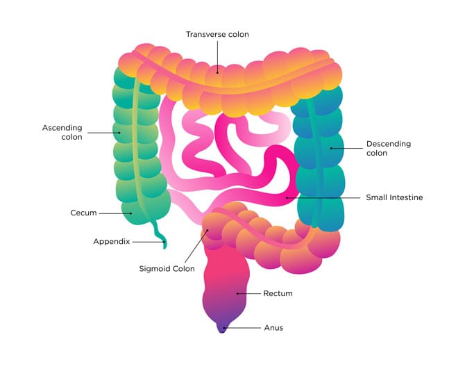 Digestia în intestinul subţire