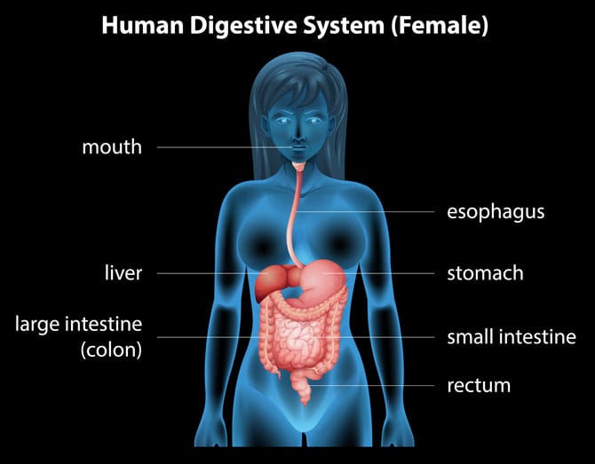 Fiziologia aparatului digestiv