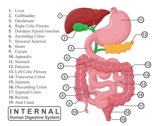 Structura sistemului digestiv