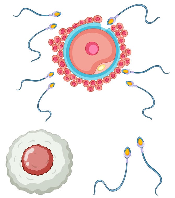 Celulele sexuale Ovulul. Spermatozoidul.